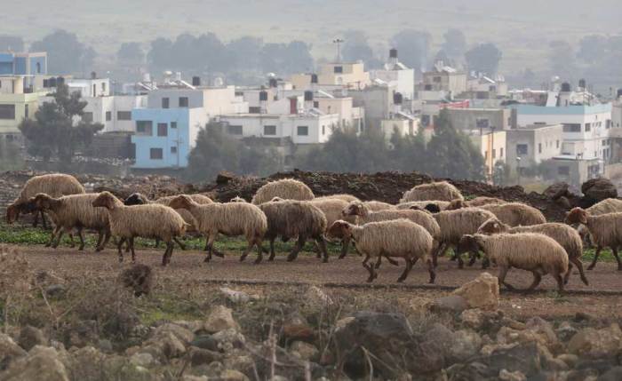 A herd of sheep graze on a pasture in the town of Al Wazzani, near the Lebanese-Israeli border, in southern Lebanon January 5, 2016.