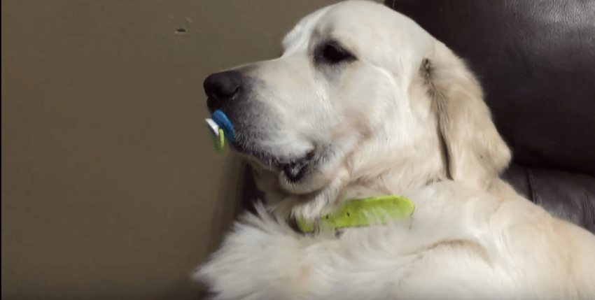 Dog loves his pacifier.