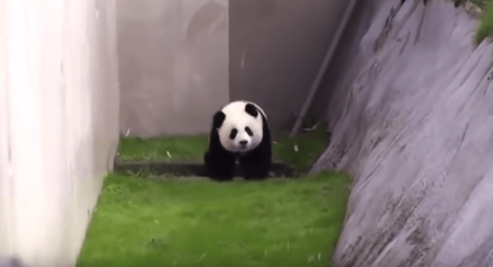 Panda gets stuck in trench at a Japanese zoo.