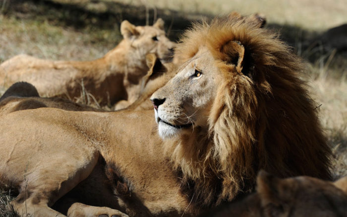 Lions are pictured in Lion Park in Lanseria, northwest of Johannesburg, during a visit there by the members of the German national soccer team, June 25, 2010.