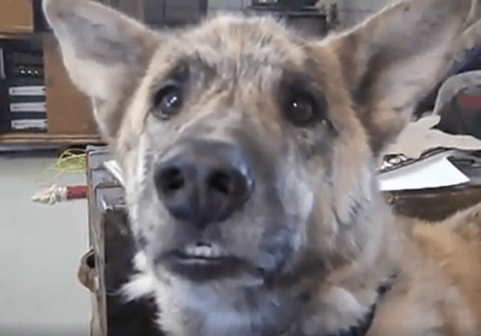 Dog learns about master eating all the meat in the fridge.