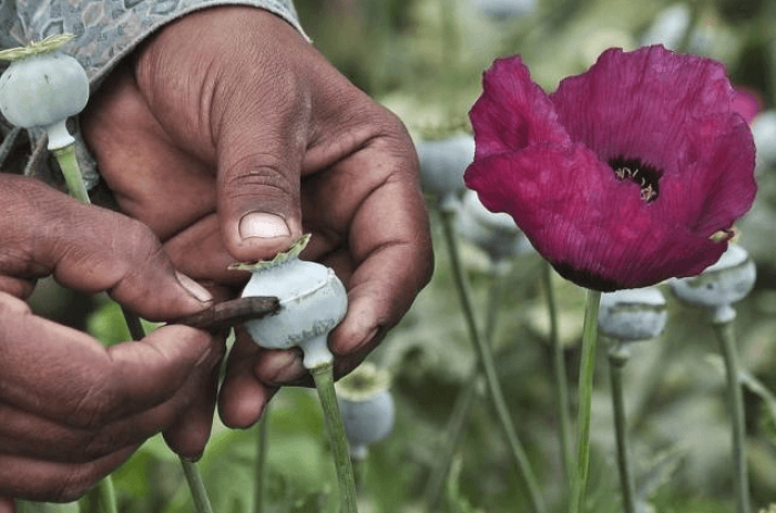 A man lances a poppy bulb to extract the sap, which will be used to make opium, at a field in the municipality of Heliodoro Castillo, in the mountain region of the state of Guerrero January 3, 2015.