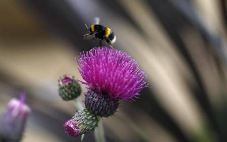 A photo of a bee leaving a Cirsium trevors "Blue Wonder" thistle in the Well Child fresh garden at the Chelsea Flower Show in London, Britain, in this May 20, 2014 file photo.