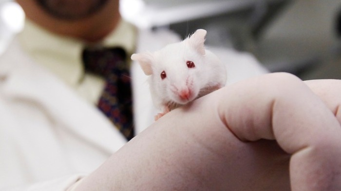 A study on mice has found lost memories can be retrieved