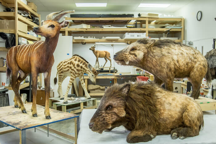 A part of an animal exhibit to go inside the Ark Encounter in Kentucky, photo released April 2016.