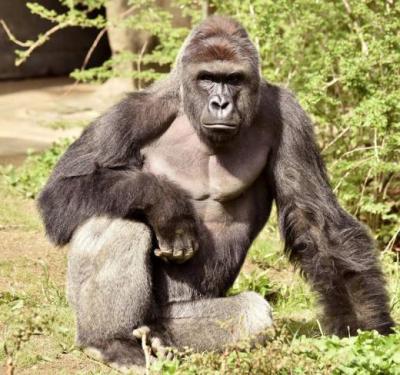 Harambe, a 17-year-old gorilla at the Cincinnati Zoo is pictured in this undated handout photo provided by Cincinnati Zoo....x