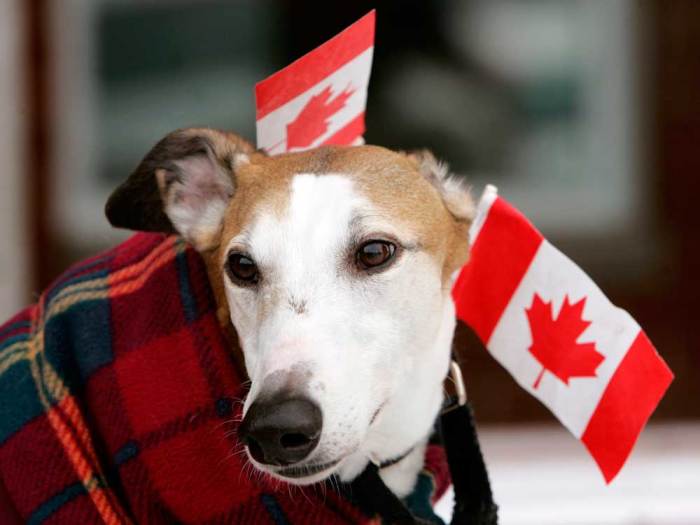 Owyn, a six-year-old greyhound, wears a Canadian flag as its owner greets Liberal leader Paul Martin in the Montreal riding of Lasalle-Emard January 23, 2006. A Canadian electorate that appears to have tired of more than a decade of Liberal rule headed to the polls on Monday, seemingly ready to hand a limited mandate to the Conservatives.