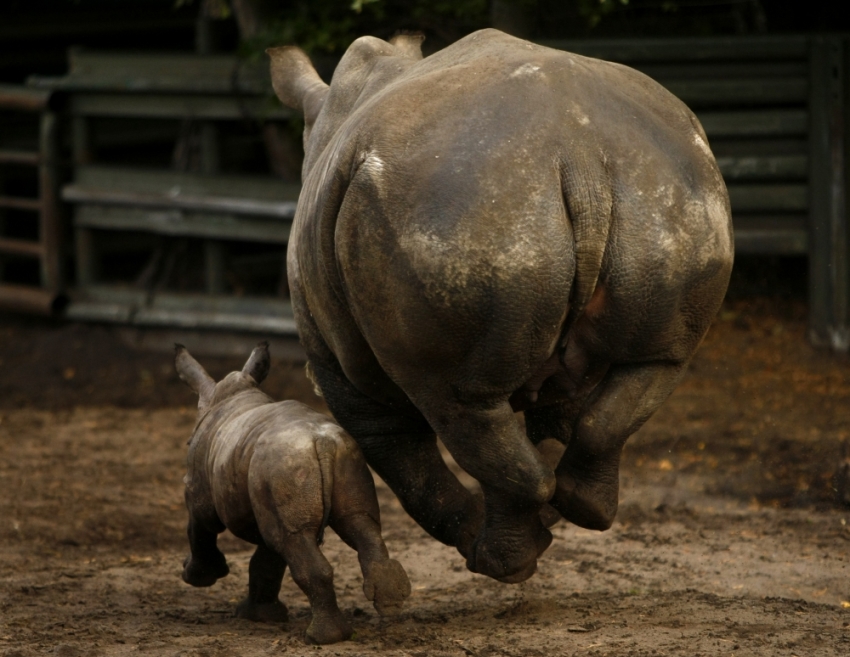 Baby Rhinoceros Geraldine runs beside her mother Claudia at the 'Serengeti' Safari park in the northern German village of Hodenhagen October 2, 2009. Geraldine was born on August 30, 2009 at the private safari park.