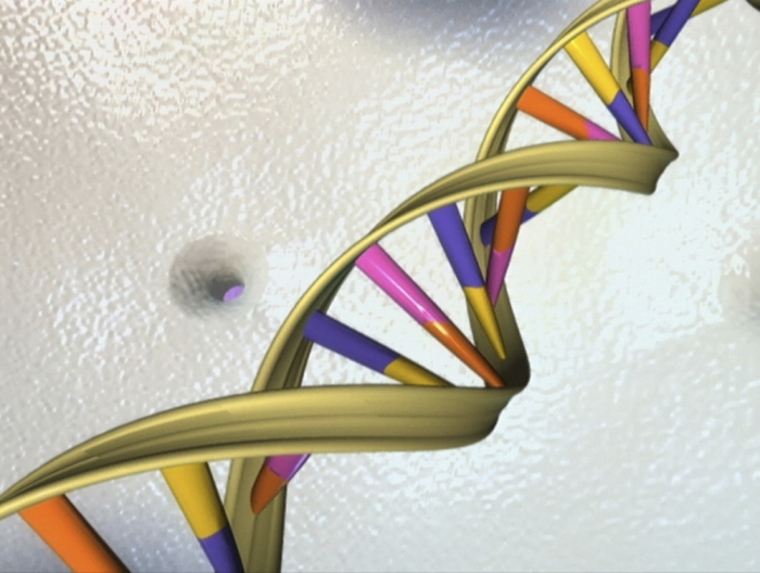 A DNA double helix is seen in an undated artist's illustration released by the National Human Genome Research Institute to Reuters on May 15, 2012. A group of 25 scientists June 2, 2016, proposed an ambitious project to create a synthetic human genome, or genetic blueprint, in an endeavor that is bound to raise concerns over the extent to which human life can or should be engineered.