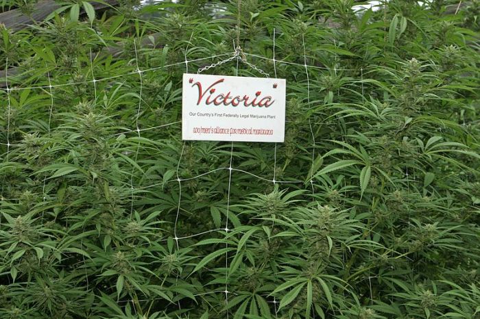 Medical marijuana plants.