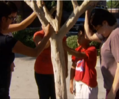 Catholics Worship at Tree Weeping Miraculous Liquid; But Experts Say 'Tears' Are Just Bug Poop