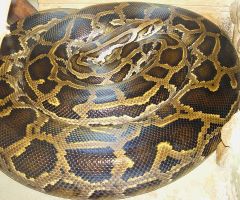 40 Pythons Found in Motel Room, Leaving Police Stunned