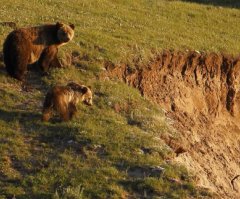Yellowstone Grizzly Attacks: 4 Injured in 2 Attacks on Same Day