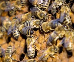 Bees Overpower Firefighters, Paramedics; Send Elderly Man to Hospital With Over 100 Stings