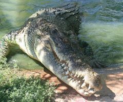 Crocodile Attack: Man Grabbed By Crocodile in Front of Horrified Birthday Crowd in Australia