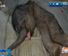 Baby Elephant Cries for 5 Hours After Violently Being Rejected by Mother in Zoo (VIDEO, PHOTOS)