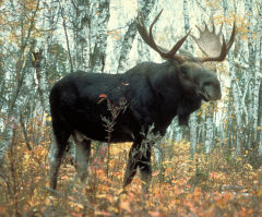Moose Die-Off Alarms Scientists; Climate Change Suggested as Reason for Drastic Decline in Numbers
