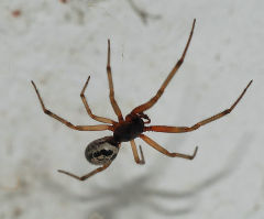 Spider Invasion Closes School: False Widow Spiders Take Over Secondary School - Bites Cause Severe Swelling, Chest Pains
