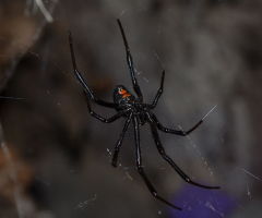 Black Widows in Grapes: Venomous Spiders Found in Michigan, Wisconsin and Minnesota
