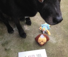 10 Adorable Dogs Caught in the Act of Committing Doggie Crimes - They're Naughty and Proud, You'll Be Laughing For Hours!