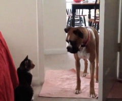 These Dogs are Afraid to Walk Past Cats and It's Insanely Adorable (VIDEO)