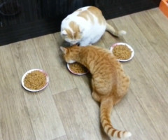 Meanie Cat Won't Let Other Cat Have a Bite of Food (VIDEO)