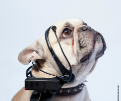 No More Woof Device Promises to Start Translating Your Dog's Thoughts Into Human Language in Four Months; Professors Say It's Bunk