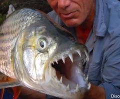 Amazing: Watch This African Tigerfish Leap From a Lake to Catch a Bird Midair Then Make a Meal of It