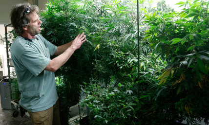 Hawaii Lawmaker Sees Marijuana Exports as the Path to Prosperity for Her State