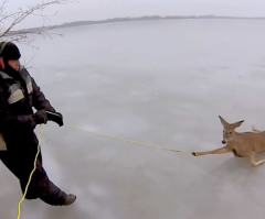 Father and Son Make Hovercraft Rescue of Deer Stranded on Frozen Lake (VIDEO)