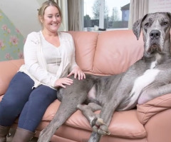 Meet the Largest Dog in Britain, a 7'4 Great Dane Who Eats $140 in Food a Week (VIDEO)