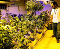 Christian Medical Pot Shop That Gives Patients Bibles, Prays Away Demons, Fights IRS Over $875K Tax Bill