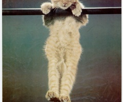 Two-Legged Cat Climbs Stairs With Inspiring Determination, Teaches Us to Never Give Up (VIDEO)