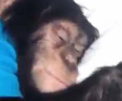 The Way This Baby Chimpanzee Wakes Up Looks Strangely Familiar (VIDEO)