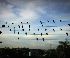 Artist Plays Music From Photo of Birds on a Wire and the Song is Amazing (VIDEO)