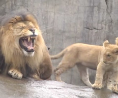 Lion King Doesn't Know How to Deal With Meeting His Triplet Cubs for the First Time (VIDEO)