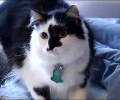 Police Rescue Family, Dog From Violent House Cat; Animal 'Went Over Edge' Held Them Hostage After 'Kick' for Scratching Baby