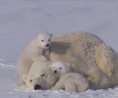 Exhausted Moms, This Mama Polar Bear Knows Just How You Feel (VIDEO)
