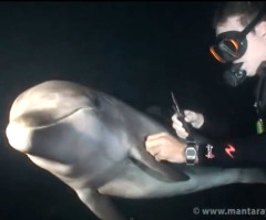 Bottlenose Dolphin Comes to Diver for Help - See the Heartwarming Underwater Rescue (VIDEO)