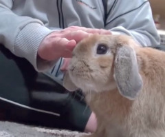 Adorable Bunny Has Hilarious Temper Tantrum When Owner Stops Petting It (VIDEO)