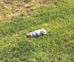 Adorable Bulldog Puppy Entertains Herself By Rolling Down Hill (VIDEO)