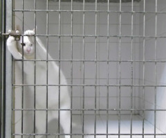 Cat is 'King of Escape', Frees Himself From Two Locked Cages - Watch His Houdini Act (VIDEO)