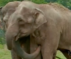 Elephants Escape Circus: 3 Elephants Go on Rampage in St Louis Damaging Cars and Trucks (VIDEO)