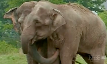 Elephants Escape Circus: 3 Elephants Go on Rampage in St Louis Damaging Cars and Trucks (VIDEO)