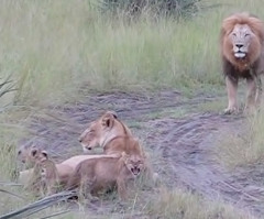 Lion Cubs Adorably Try to Imitate Their Father's Terrifying Roar (VIDEO)