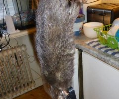 This Mega-Sized Rat Found in a Swedish Family's Kitchen is the Stuff Nightmares are Made Of