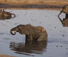 Kenyan Priest Calls on Believers to Mobilize Against Growing Slaughter of Rhinos and Elephants