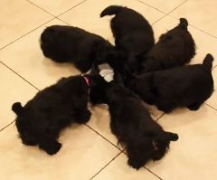 Scottish Terrier Puppies Perform Adorable Routine While Sharing a Bowl of Milk (VIDEO)