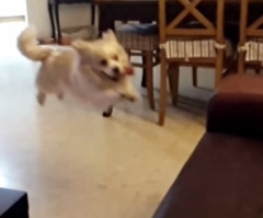 Adorable Dog Tries to Fly Like Superman, Comes Up Short in Hilarious Fashion (VIDEO)