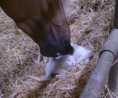 Watch This Horse Sweetly Scratch and Nuzzle His Friend, a Cat (VIDEO)
